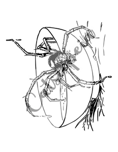 Creepy Coloring 2 Digital Coloring Book